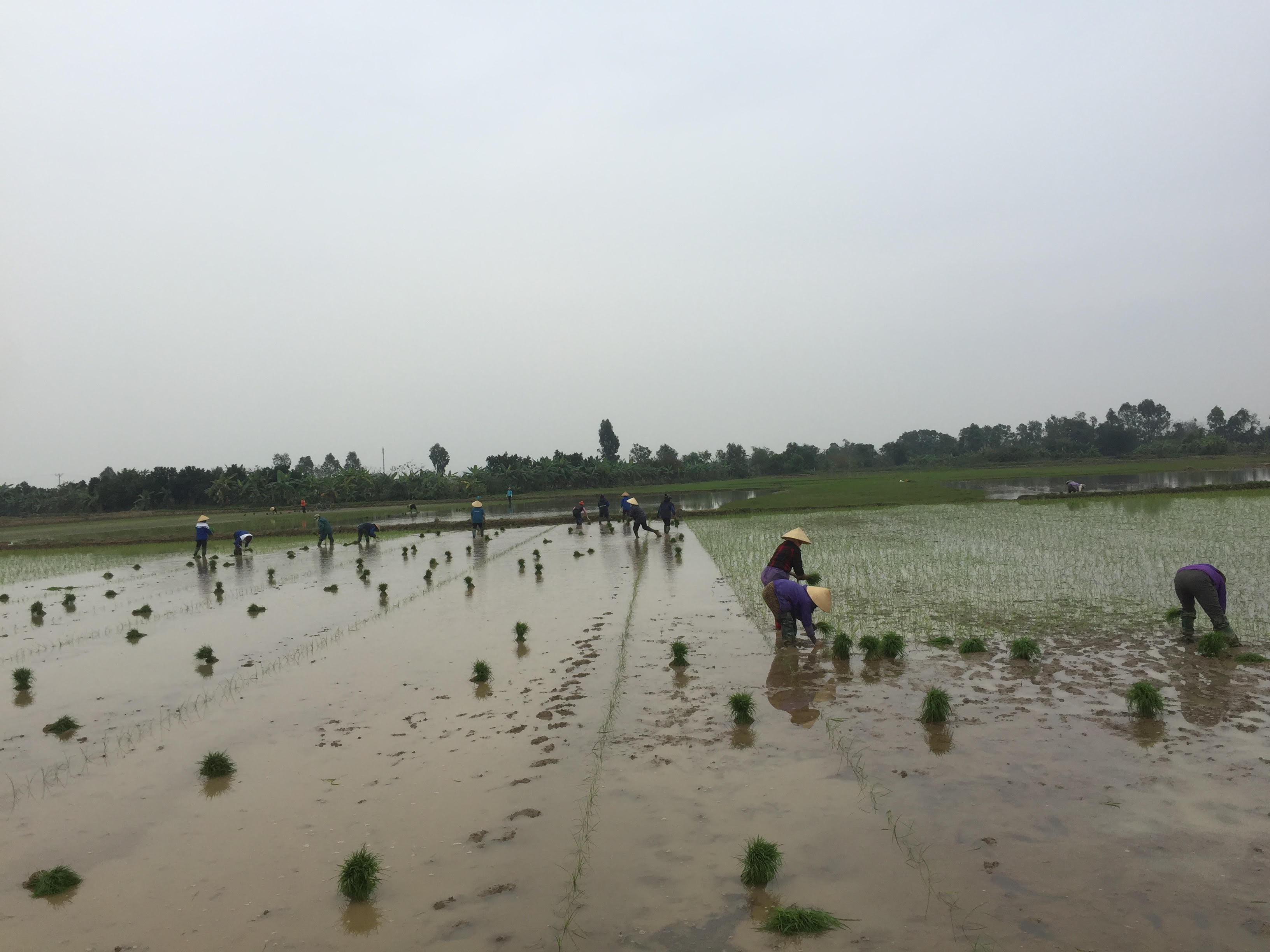 Nhân dân xã Lộc Sơn tích cực xuống đồng gieo cấy vụ xuân 	