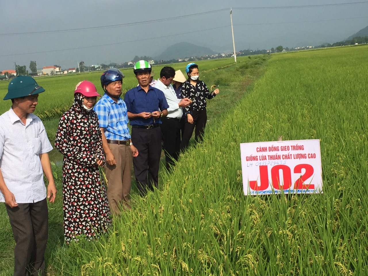 Xã Lộc Sơn tổ chức thăm đồng đánh giá năng suất lúa vụ Xuân năm 2023